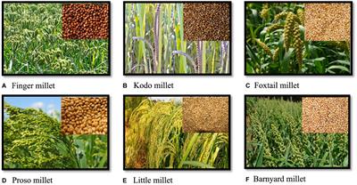 Millet production, challenges, and opportunities in the Asia-pacific region: a comprehensive review